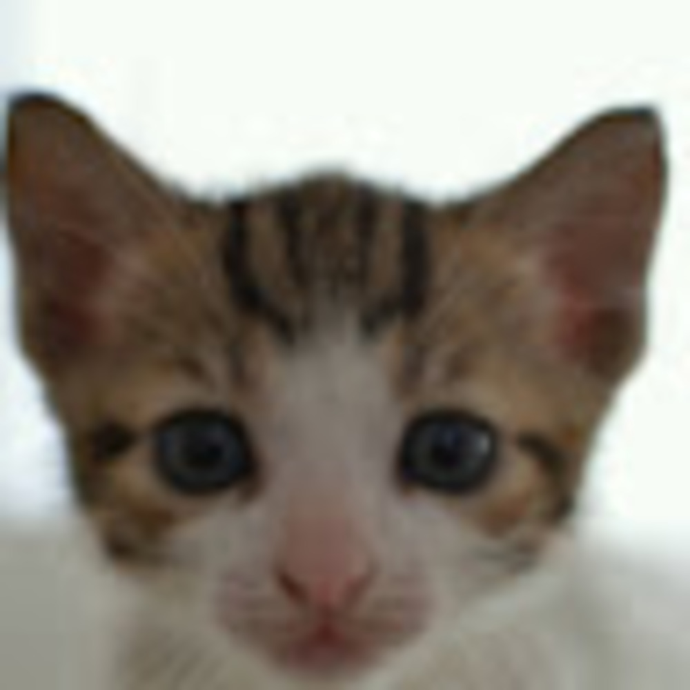 Meet your Posher, Michelle